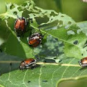 Japanese Beetle