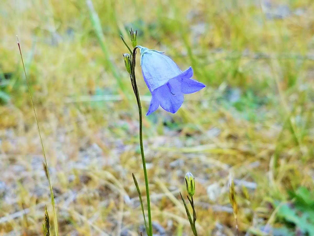 Bluebell Bellflower