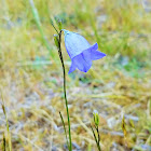 Bluebell Bellflower