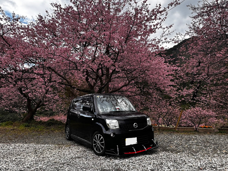 モコの河津桜🌸・桜🌸とコラボ・ドライブ・モコMG33Sに関するカスタム事例の投稿画像9枚目