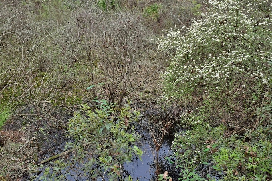 Leon Sinks Geological Area Take A Hike