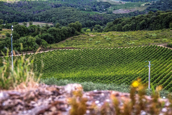 La Vigna di Ph. Flavio Catelani