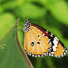 Plain Tiger Butterfly