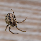 Furrow Orb Weaver