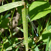 Eastern Forktail