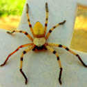 Huntsman Spider