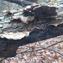 Tripe fungus