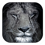 Cover Image of Herunterladen Lion black mane roaring theme 1.1.2 APK