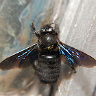 Violet Carpenter Bee