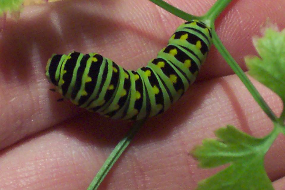 Black Swallowtail caterpillar