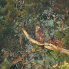 Red-shouldered Hawk (juvenile)