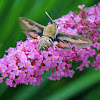 White-lined Sphinx