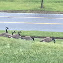 Canadian Goose