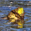 American Bullfrog (Males Fighting)