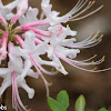 Bush Honeysuckle