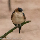 Red-rumped Swallow; Golondrina Daurica