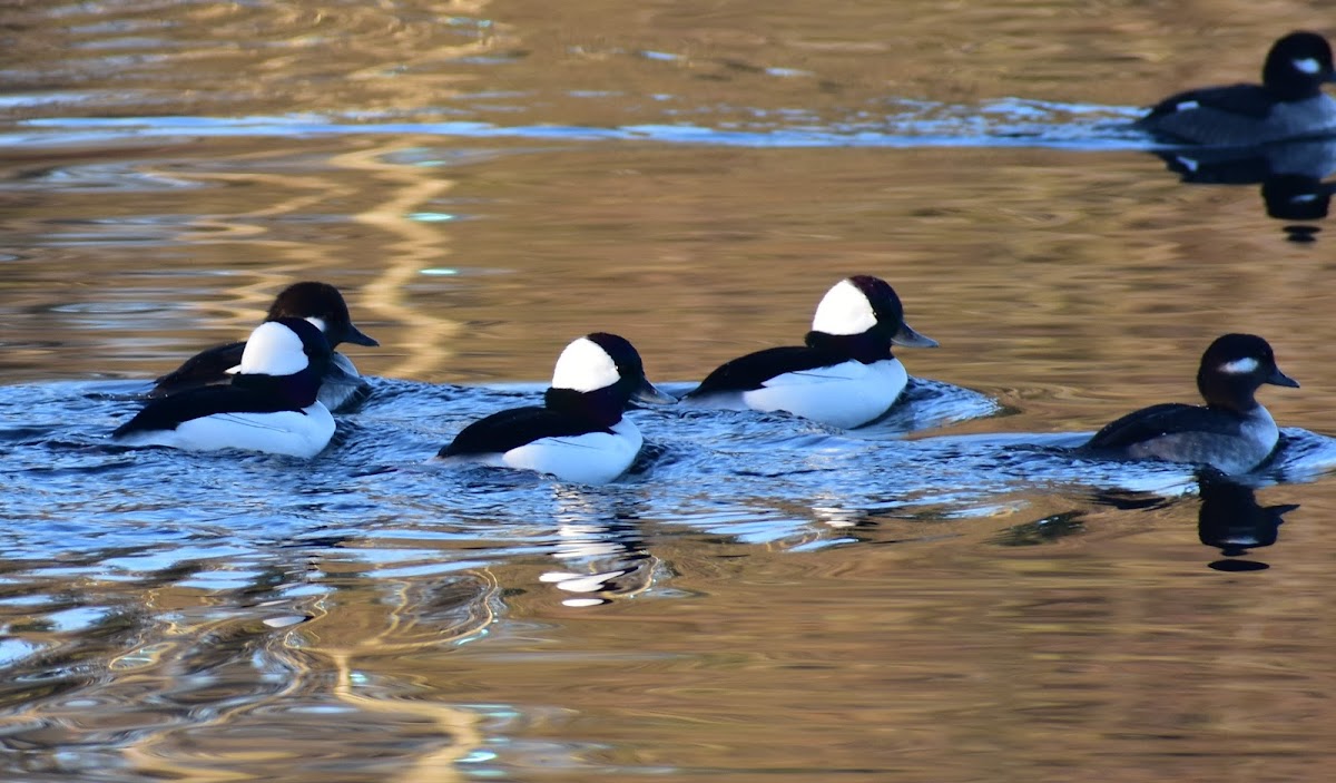 Bufflehead