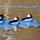 Bufflehead