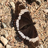 White Admiral