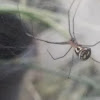 black and yellow garden spider