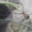 black and yellow garden spider