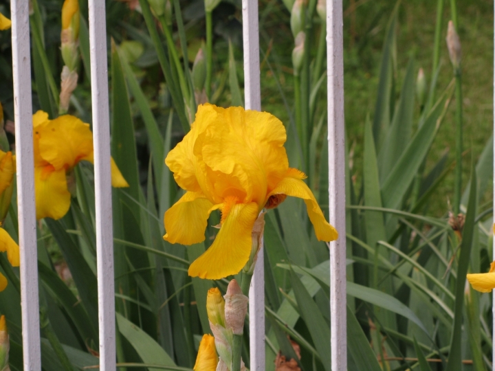 Un fiore dietro le sbarre di  Antonella Giuliani 