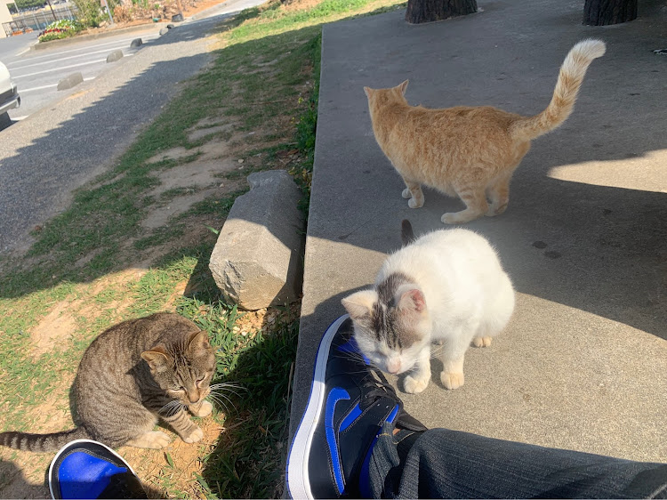 レヴォーグの奥武島・猫の島・ドライブに関するカスタム事例の投稿画像4枚目