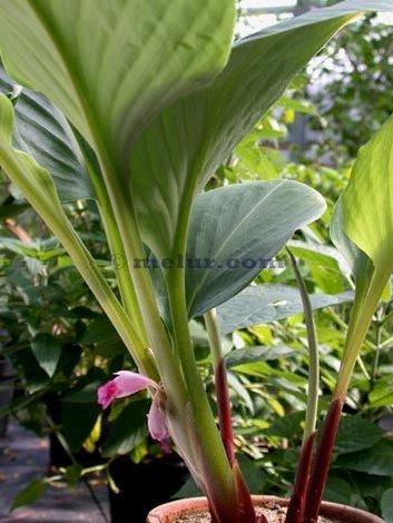 khasiat air rendam lemon panas BLOG CIKGUIBU: TERDAPAT SELAMAT ULAMAN KE ULAM YANG DATANG
