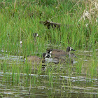 Blue-Winged Teal