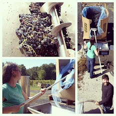 Cabernet Franc 
