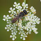 Square-headed Wasp