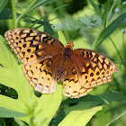 Great Spangled Fritillary