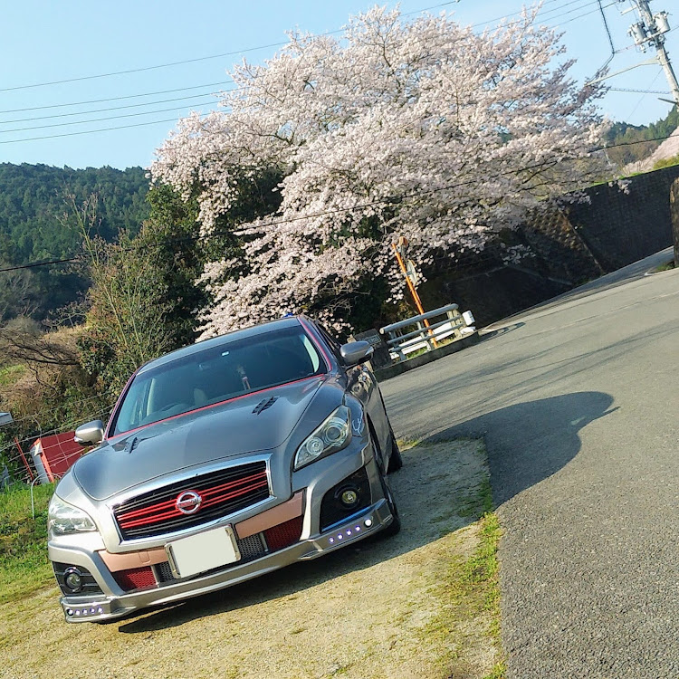 フーガの奈良県桜井市大字今井谷地区・大きな一本桜🌸・フレームに入りきらない・まだ奥にもに関するカスタム事例の投稿画像11枚目