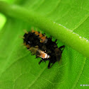 Harlequin ladybird