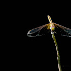 BRIMSTONE CLUBTAIL