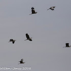 Grey Heron; Garza Real