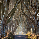 The Dark Hedges