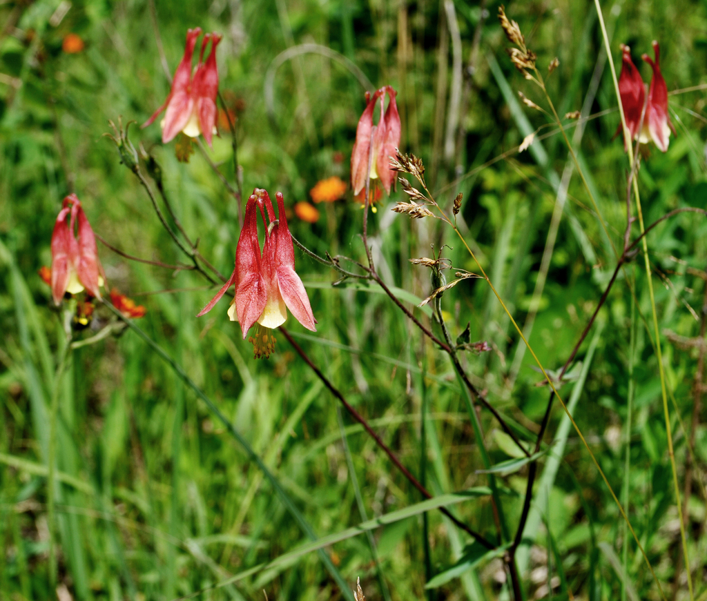 Wild Columbine