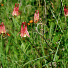 Wild Columbine