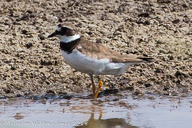 Ringed Plover; Chorlitejo Grande