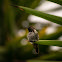 Anna's Hummingbird