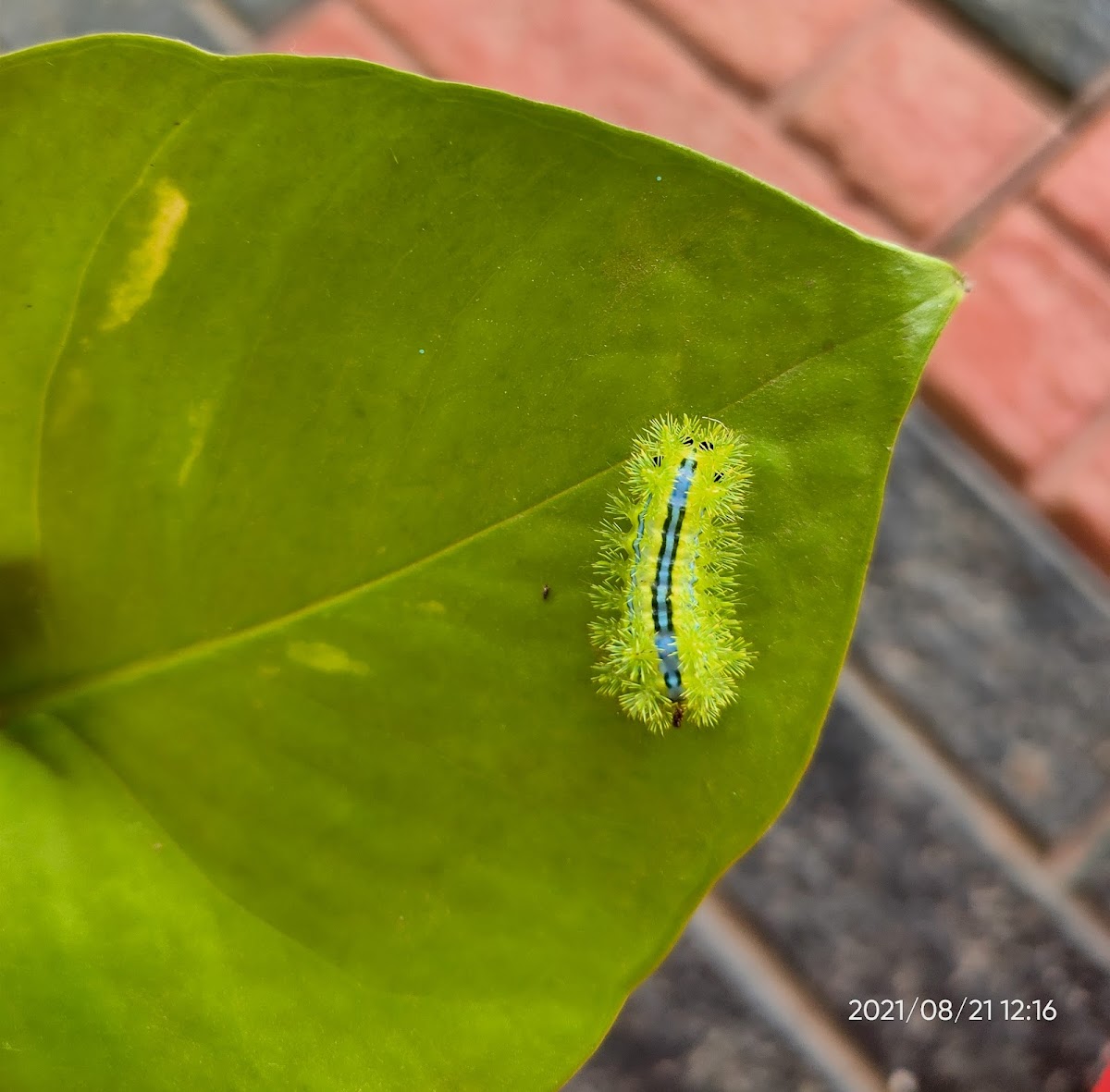 Blue Striped Nettle caterpillar