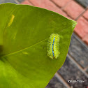 Blue Striped Nettle caterpillar