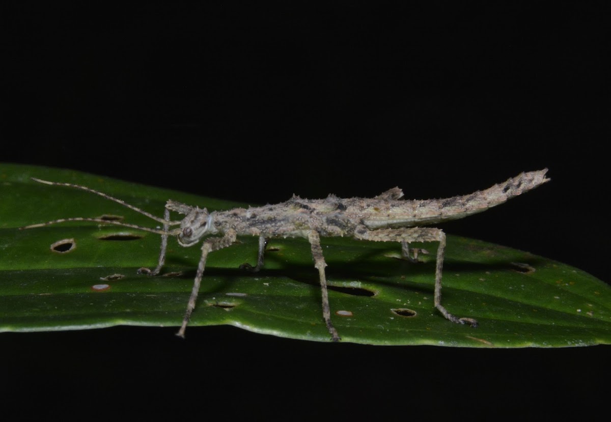 Spiny Stick Insect, Phasmid