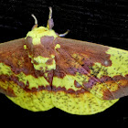 Imperial Moths