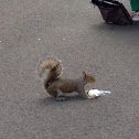 Eastern Gray squirrel