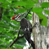 Pileated Woodpecker