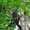 Pileated Woodpecker