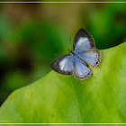 Acytolepis puspa 鈕灰蝶