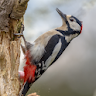 Woodpecker Bird Sounds icon